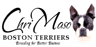 ChriMaso Boston Terriers Logo